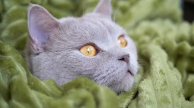 Uykucu Gri İngiliz safkan kedisi Yeşil bir battaniyede saklanıyor, Yatağa giriyor