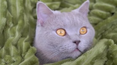Uykulu Gri İngiliz Safkan Kedisi Yeşil Battaniyede Saklanıyor, Yatmaya Hazır. Büyüt