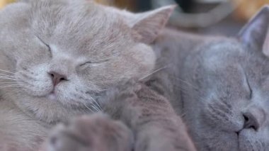 İki Uyuyan İngiliz Gri Kedisi Yatakta Birbirlerine Sarılırlar. Yakınlaştır. Kapat.