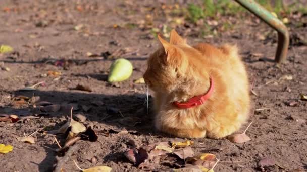 Egy hajléktalan, tüzes vörös macska piros gallérral a nyaka körül ül a lehullott leveleken.. — Stock videók