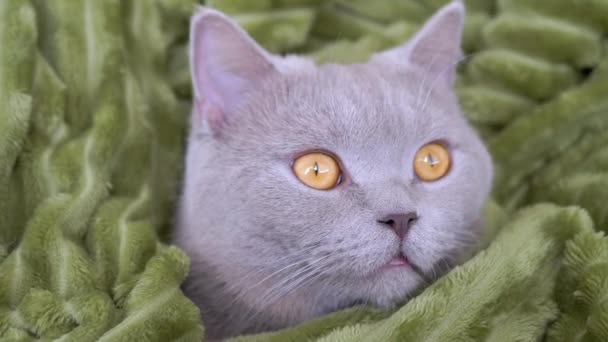 Sleepy Gray British Purebred Cat versteckt sich in einer grünen Decke, bettfertig. Zoom — Stockvideo