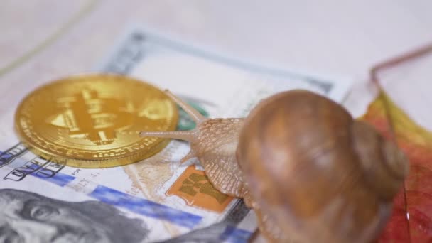Lumaca strisciando su 100 Dollaro Bill, una moneta Bitcoin su Autunno lascia lo sfondo — Video Stock