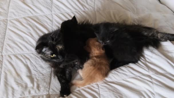 Domestic Mom Cat está amamantando a tres gatitos pequeños gatitos negros y rojos. 4K — Vídeo de stock