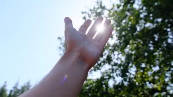 Manos de una chica feliz llega a la luz del sol en un fondo borroso de árboles. — Vídeos de Stock
