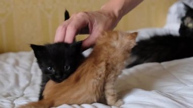 Bayan El Okuyan İki Küçük Yumuşak Kedi Eski Yatakta Oynuyor. Kapat.