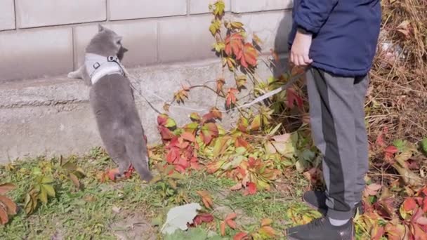 Een tiener die loopt van een grijze Britse kat aan een riem op Outdoor. 4K. Sluiten. — Stockvideo