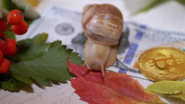 Escargot Crawling on 100 Dollar bill, BTC Coin against Autumn Leaves Background. 4K — Video