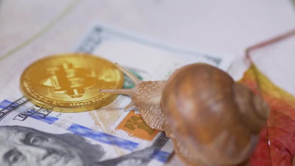 Escargot rampant sur 100 Dollar Bill, une pièce Bitcoin sur fond de feuilles d'automne — Video