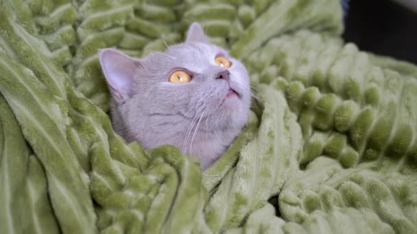 Sleepy Gray British Purebred Cat se ascunde într-o pătură verde, gata pentru pat. 4K — Videoclip de stoc