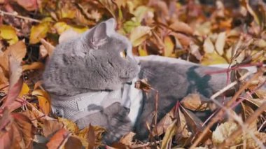 Açık havada tasmalı bir Gri İngiliz Kedisinin Yürüyüşü. 4 bin. Kapat.