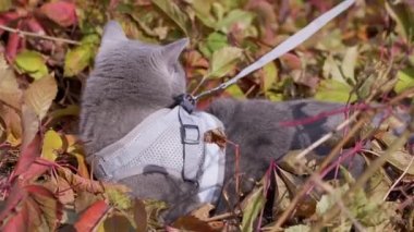 Açık havada tasmalı bir Gri İngiliz Kedisinin Yürüyüşü. 4 bin. Kapat.