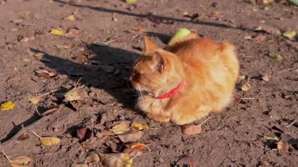 Un chat rouge fougueux sans abri avec un collier rouge autour du cou s'assoit sur les feuilles tombées. — Video