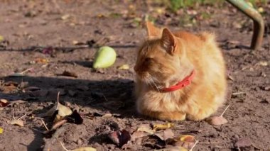 Boynunda kırmızı yakası olan Evsiz, Ateşli Kırmızı Kedi Düşmüş Yaprakların Üzerinde Oturuyor.
