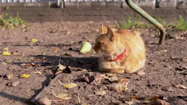 Un chat rouge fougueux sans abri avec un collier rouge autour du cou s'assoit sur les feuilles tombées. — Video