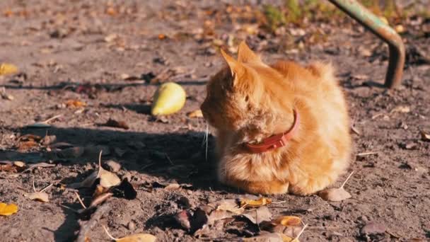 Un gatto rosso senza tetto e ardente con un colletto rosso intorno al collo si siede su foglie cadute. — Video Stock