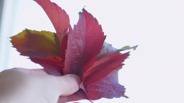 Samičí ruka s červenými podzimními listy sahá po slunci. 4K. Zpomalený pohyb — Stock video