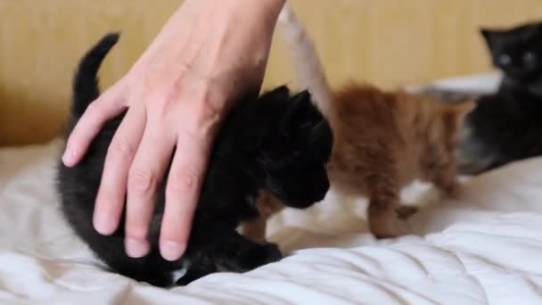 Mano femminile accarezzando due piccoli gattini morbidi che giocano sul vecchio letto. Da vicino. — Video Stock