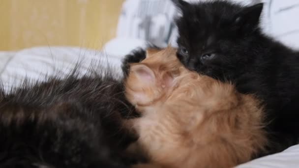 Deux petits chatons noirs et rouges sucent le lait du sein d'un chat en lactation. 4K — Video