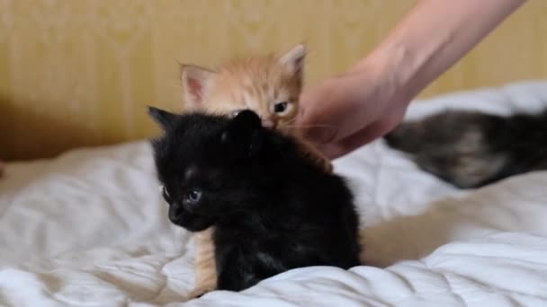 Female Hand Stroking Two Little Fluffy Kittens Playing on the Old Bed. Close up — Stock Video