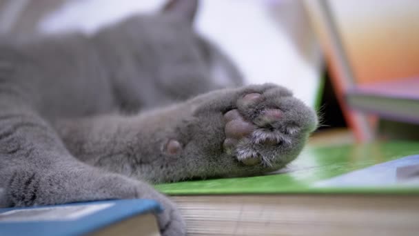 Zmęczony szary brytyjski kot domowy z zielonymi oczami Spać na rozproszonych książek. 4K — Wideo stockowe