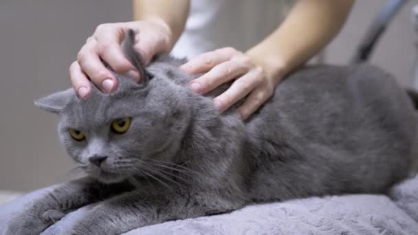 Ветеринар осматривает уши, волосы кота на наличие паразитов, блох. 4K — стоковое видео
