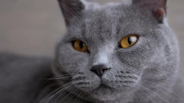 Retrato de Gato Gris Británico Hetero con Ojos Dormilones Marrones y Whiskers Largos — Vídeos de Stock