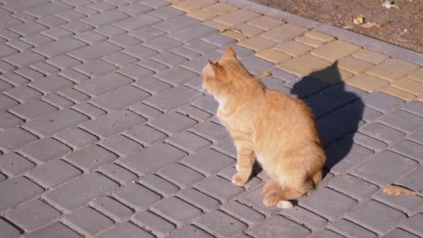 Un gato jengibre sin hogar se sienta en las losas de pavimentación, tomando el sol. 4K. Movimiento lento — Vídeo de stock
