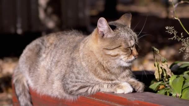 Cansado sem-teto cinza Tabby Cat dorme em uma cerca de madeira no sol. 4K. Fechar — Vídeo de Stock