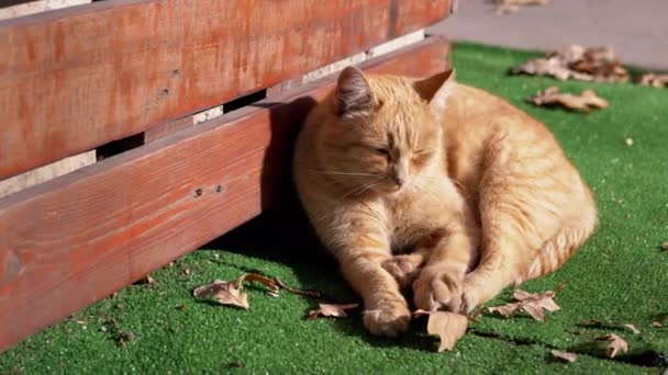 Un gato jengibre sin hogar que se duerme yace en un césped verde, tomando el sol. 4K — Vídeos de Stock
