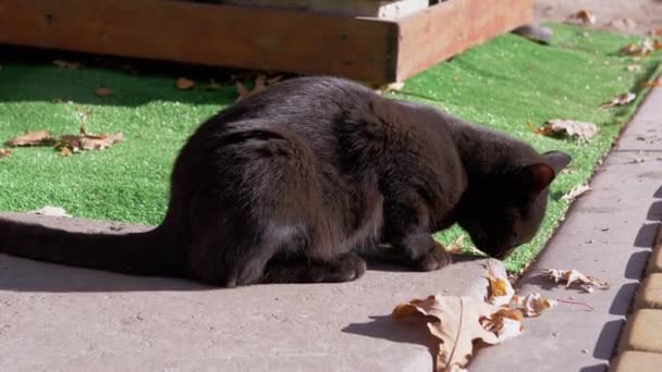 Bezdomny czarny głodny kot spacerujący na świeżym powietrzu, szukający jedzenia. 4K. Zamknij się. — Wideo stockowe
