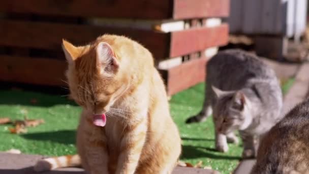 Špinavý bezdomovec zázvor kočka myje kožich na pozadí chodících koček — Stock video