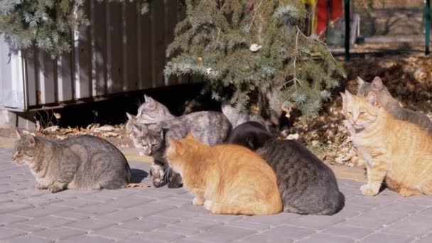 Um grande rebanho de gatos rasteiros está sentado em lajes de pavimentação, esperando por alimentação. 4K — Vídeo de Stock