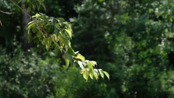 Rama con exuberante follaje en rayos de sol se balancea sobre un telón de fondo de árboles verdes — Vídeos de Stock