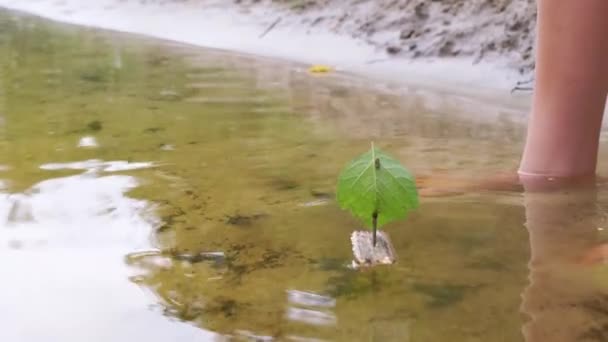 Un enfant abaisse un bateau en bois fait maison avec un voilier à feuilles vertes dans l'eau. 4K — Video
