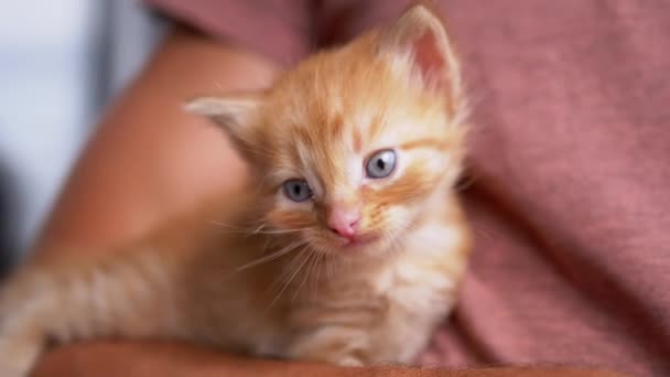 Um macho desconhecido segura um gatinho de gengibre fofo em armas. Movimento lento — Vídeo de Stock