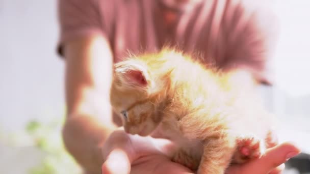 Masculino segura um pequeno gatinho de gengibre fofo em braços, esticando palmas para a luz solar — Vídeo de Stock