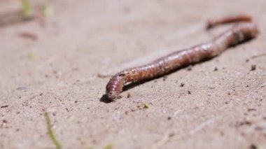 Solucan Güneş Işığındaki Islak Kum 'da Sürünür. 4 bin. Kapat.