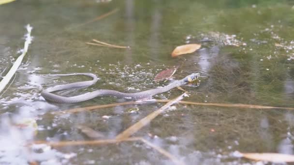 成長の著しいプールで黄色の耳が泳ぐ非毒ヘビ、獲物を探しています — ストック動画