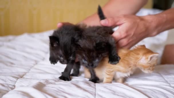 A Male wordt gespeeld met drie kleine pasgeboren kittens. Sluiten. — Stockvideo