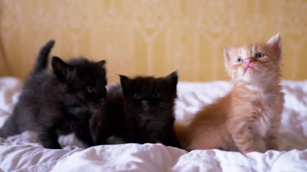 Tres gatitos esponjosos recién nacidos se sientan en una cama suave mirando hacia arriba. De cerca. — Vídeos de Stock