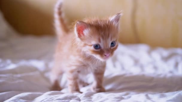 Un pequeño gatito de jengibre esponjoso recién nacido camina sobre la cama, mira a su alrededor. De cerca. — Vídeos de Stock