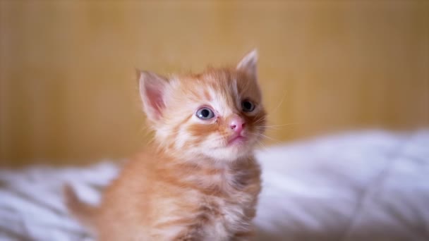 Um gatinho de gengibre fofo recém-nascido caminha na cama, olha em volta. Fechar — Vídeo de Stock