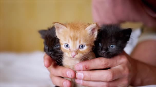 Un maschio sta giocando con tre piccoli gattini appena nati. Rallentatore — Video Stock