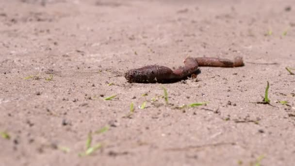 Earthworm Crawls on Wet Sand in Rays the Sunlight (en inglés). De cerca. 4K — Vídeo de stock