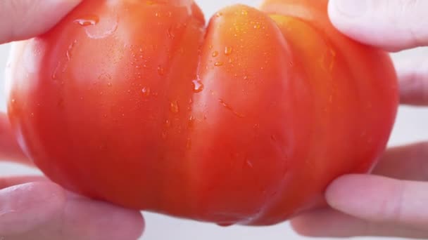 Vrouwelijke handen roteert een genetisch gemodificeerde enorme rode, rijpe tomaat. 4K. Sluiten. — Stockvideo