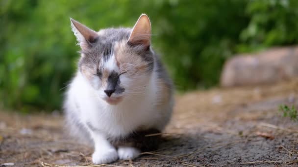 Un gato sin hogar y somnoliento se sienta en una hierba seca sobre un fondo borroso de bosques — Vídeos de Stock