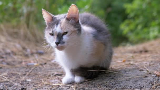 Ailing Homeless Tricolor Cat sentado sobre hierba seca en el bosque en la naturaleza — Vídeos de Stock