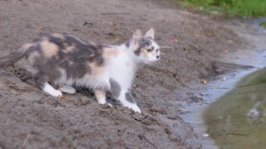 Nehir kenarında gezen Evsiz Güzel Üç Renkli Kedi. 4K