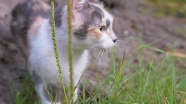 Evsiz Üç Renkli Kedi Sulu Yeşil Şifalı Bitki Yeme Bahçesi. Kapat.