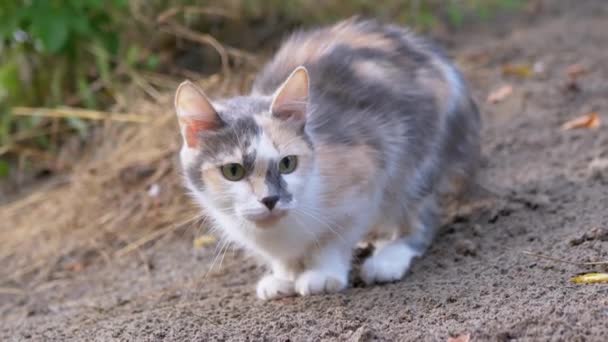 แมวหลงทางสามสีที่น่ากลัวนั่งอยู่ในทรายเปียกอาบแดด 4K — วีดีโอสต็อก